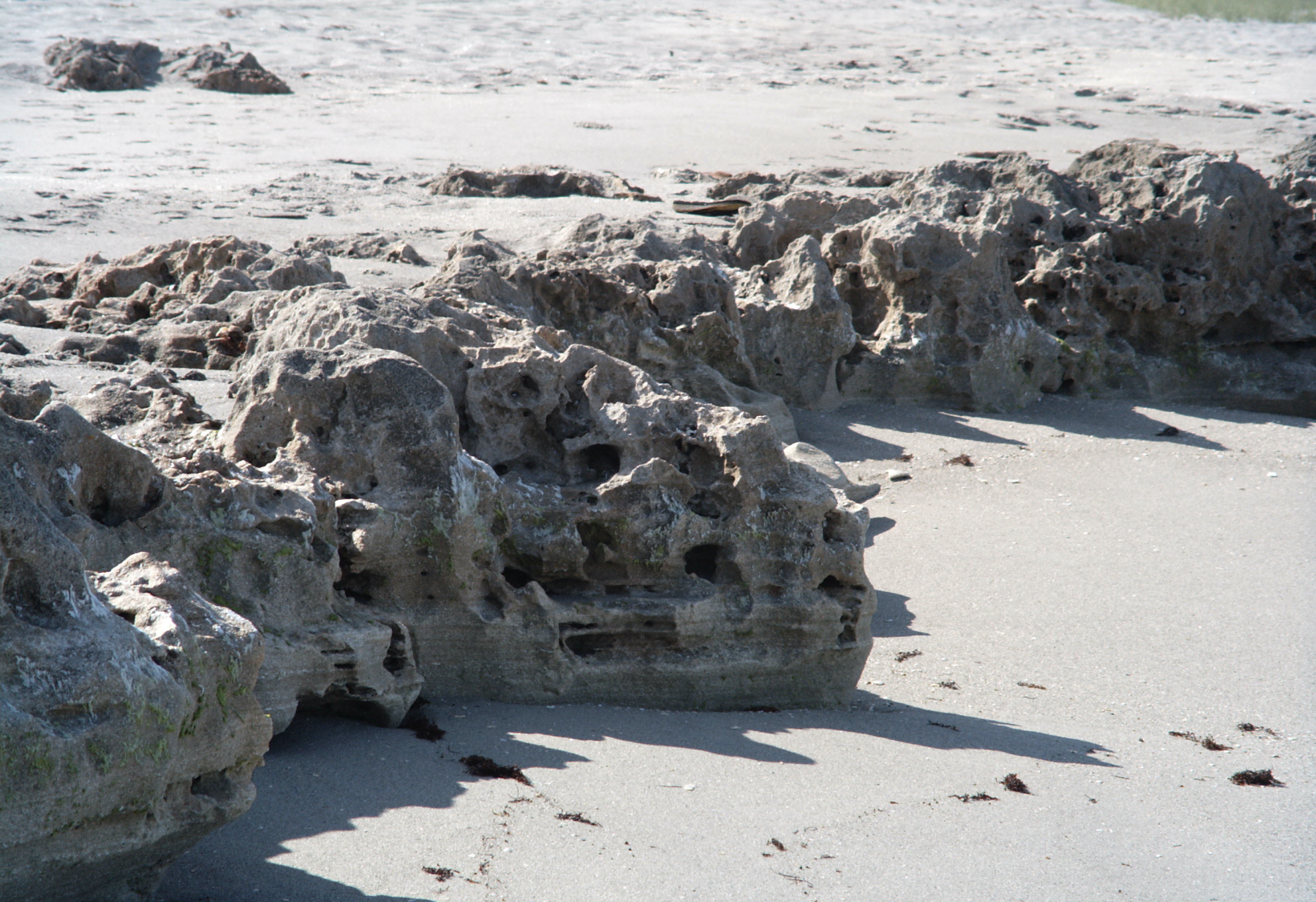 Florida geology Anastasia Formation coquina rock outcrop