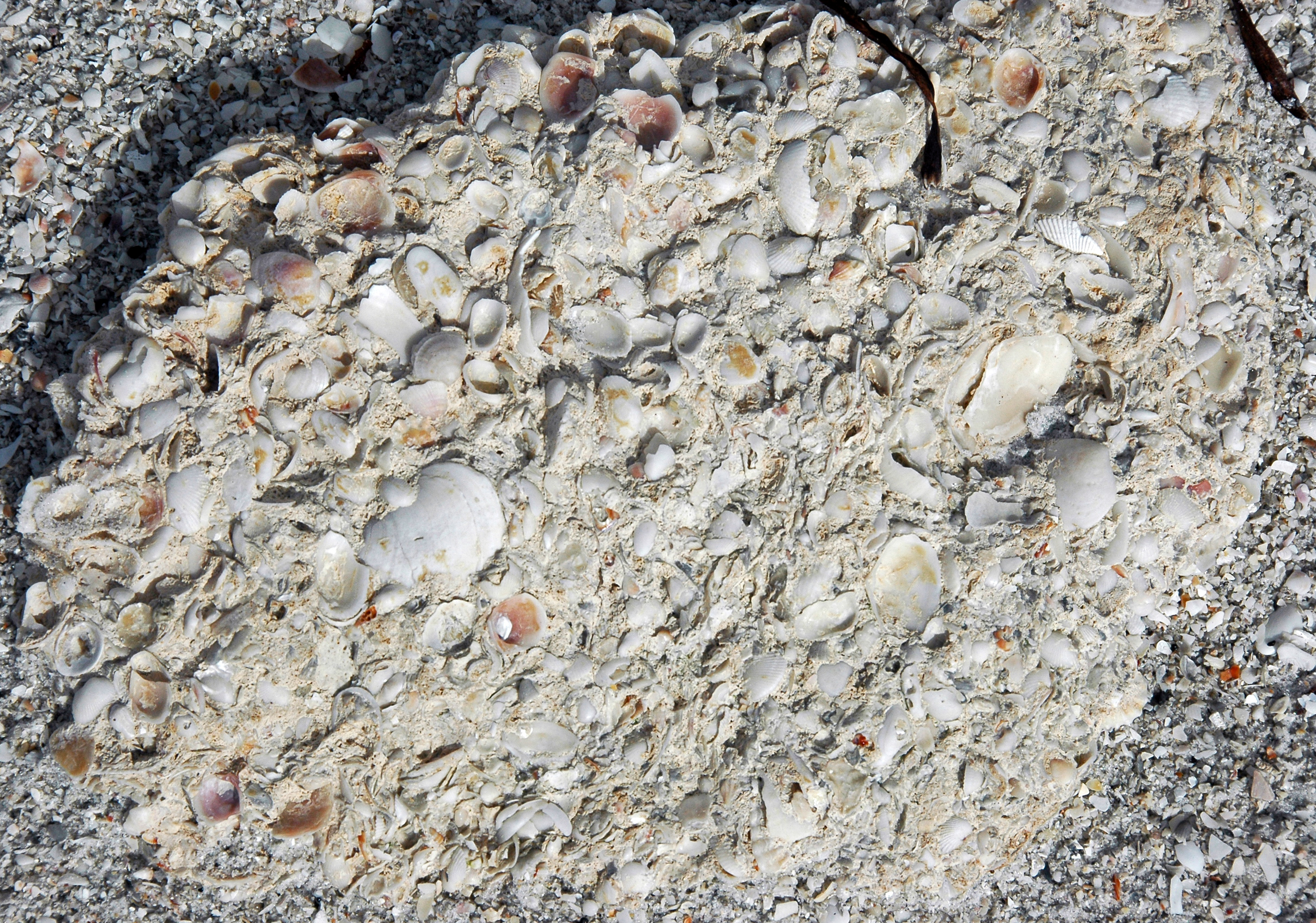Coquina shell rock formation in Florida geology