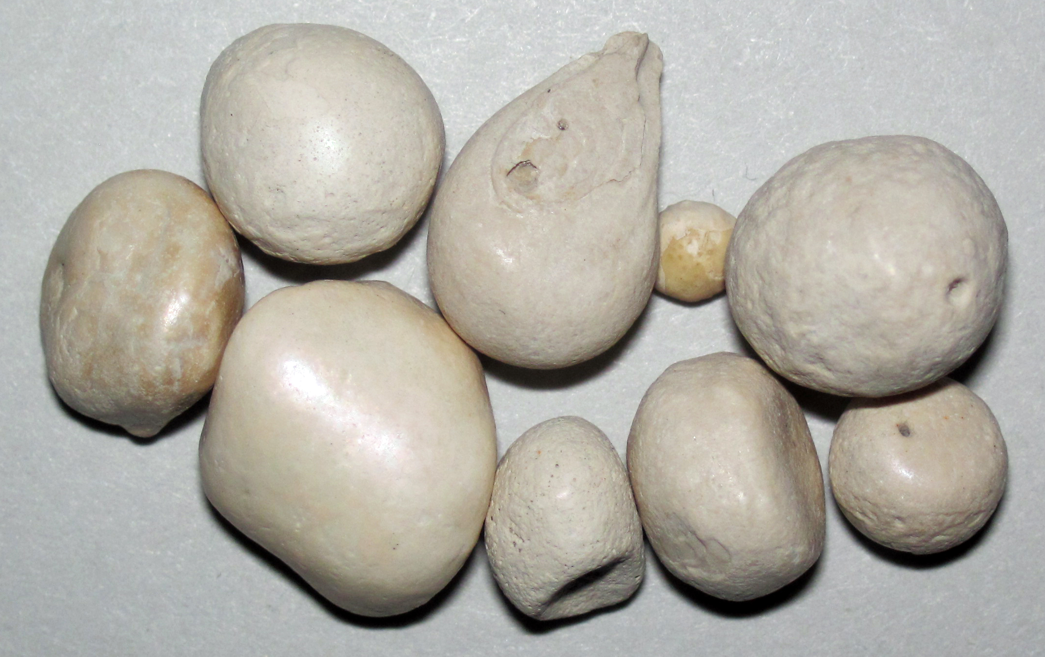 Fossil hunting in Florida geology Treasure Coast