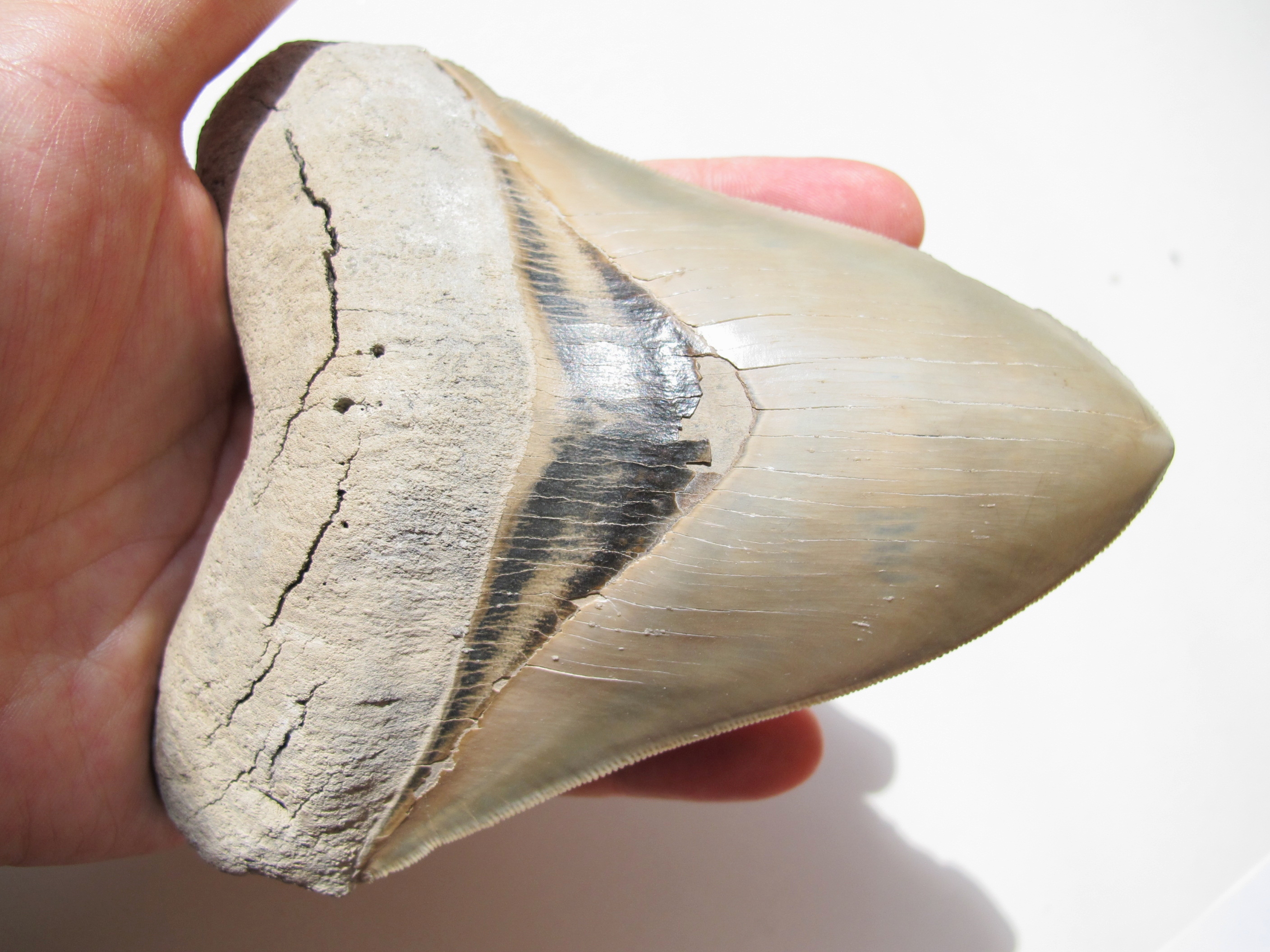 Megalodon shark tooth fossil Florida geology